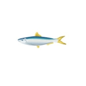 Spanish Sardine